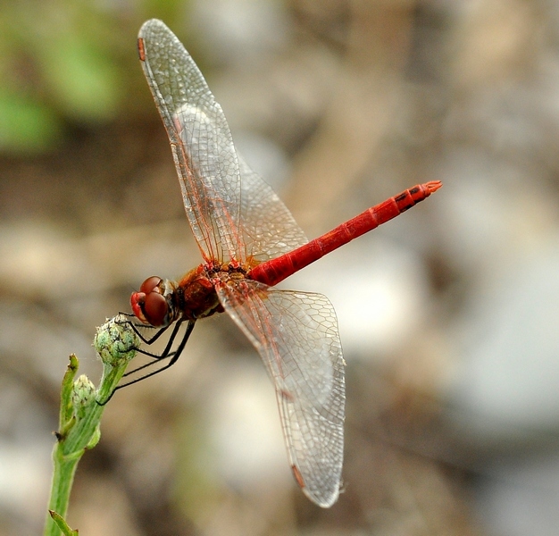 Sympetrum